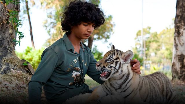 'El niño y el tigre': La asombrosa leyenda que inspiró la película con Sunny Pawar noticias imagen