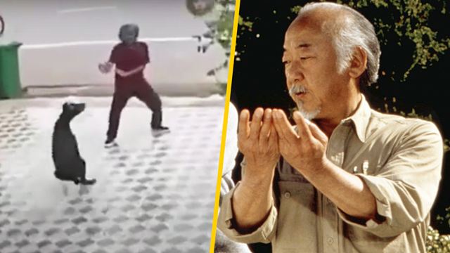 Con técnicas de Miyagi hombre impide ataque de perros como si estuviera en 'El Karate Kid'