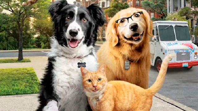 'Como perros y gatos 3': ¿Qué tantos efectos especiales utilizaron para los animales? noticias imagen