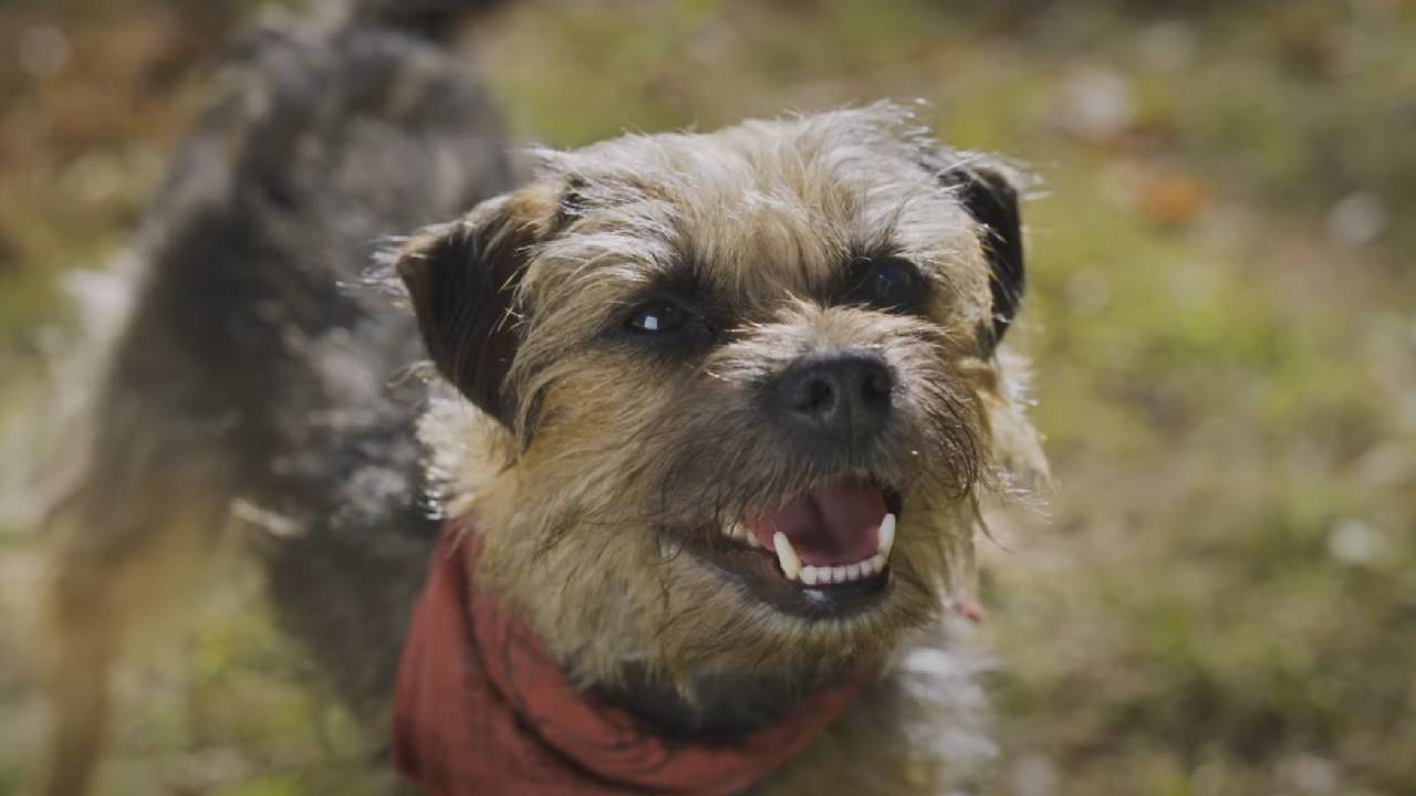 'Hijos de perra', una película de lomitos que te hará llorar de la risa