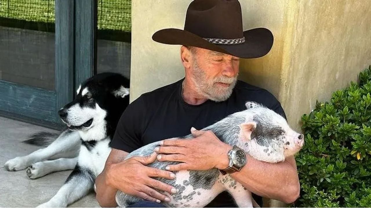 Schwarzenegger con una cerdita en brazos.