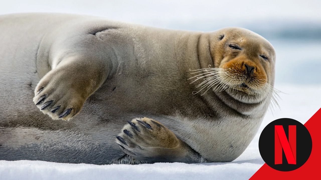 Para ver en Netflix: el documental de naturaleza que te relajará con ...
