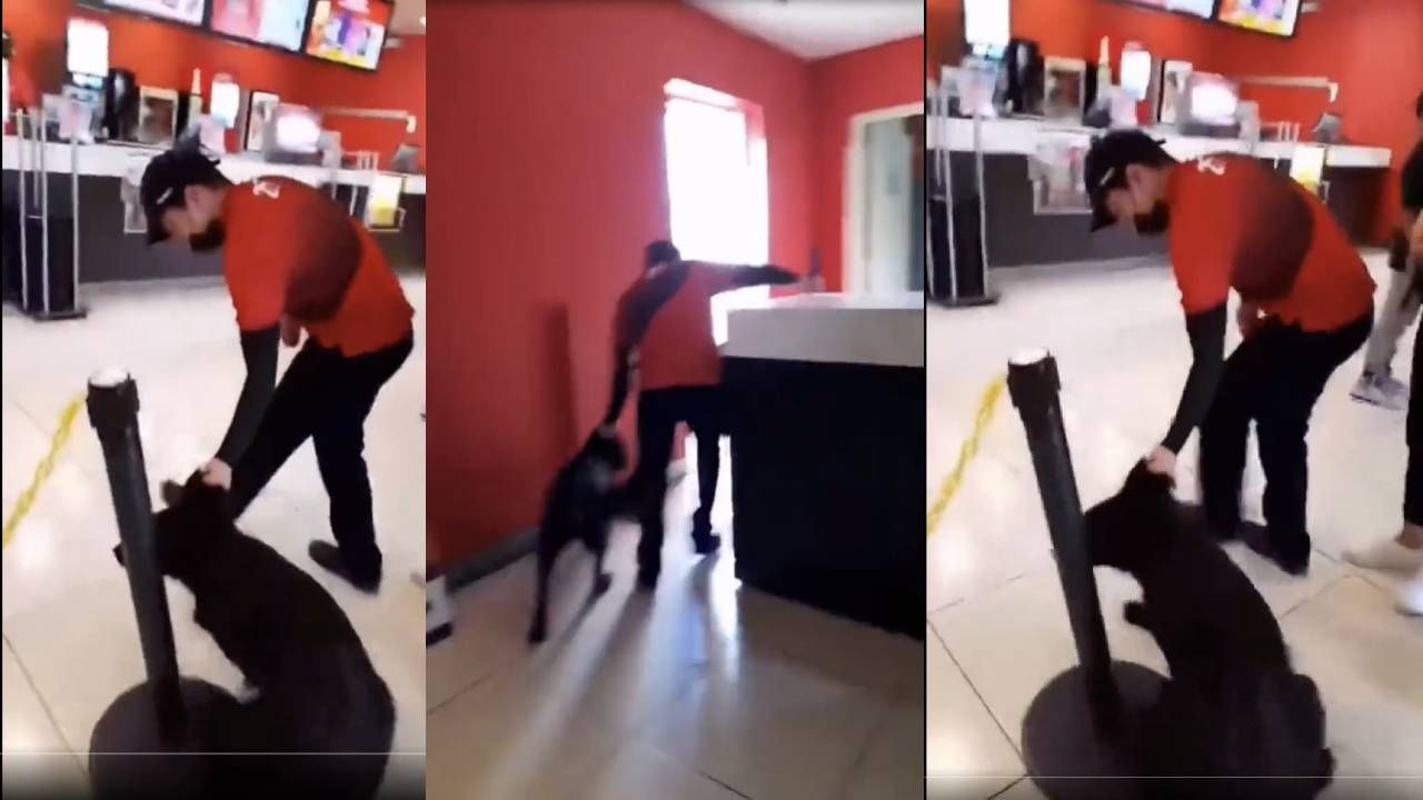 Así trataron al perrito desamparado