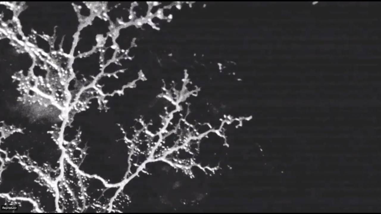 El proceso del hongo en el intro