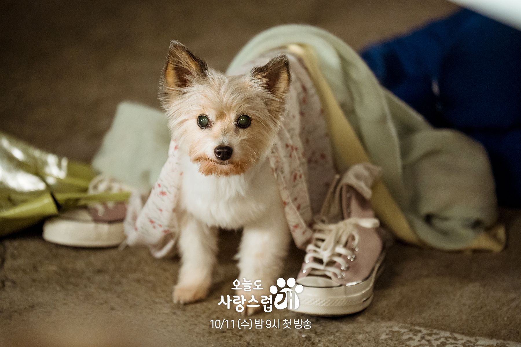  Finna, la adorable perra que interpretará el papel de Han Hae Na cuando se transforme en perro.