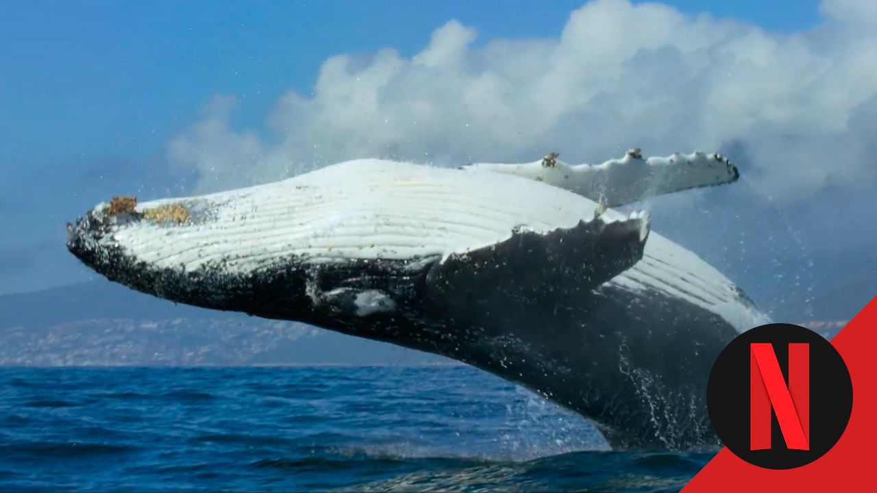 Para ver en Netflix: el documental de naturaleza que te dejará sin ...