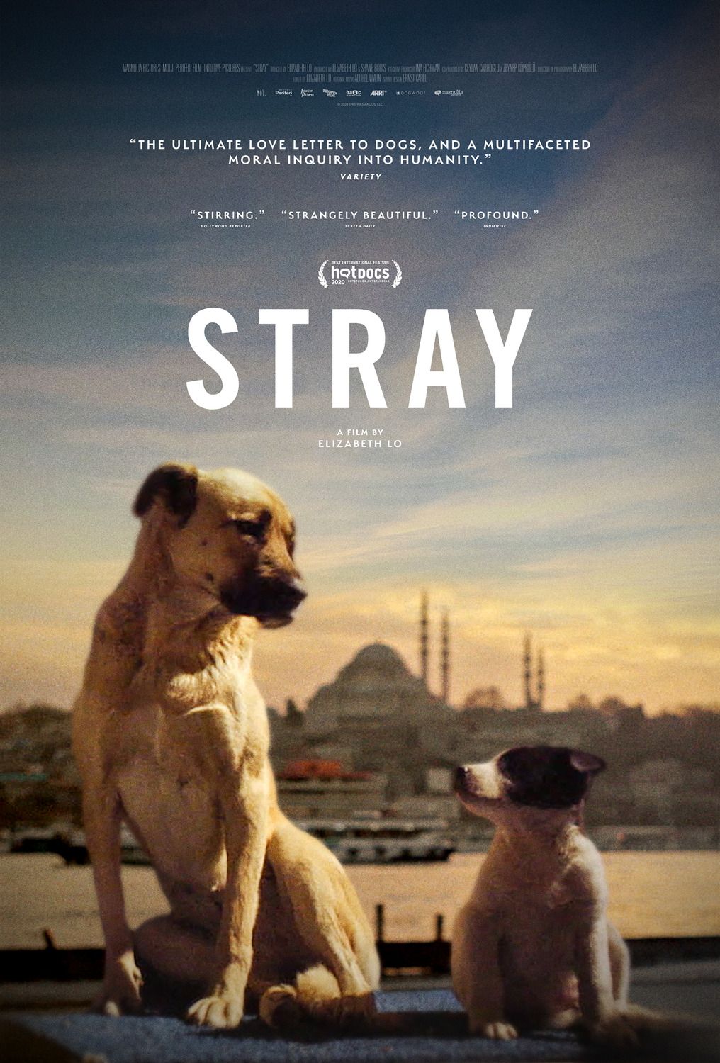 Stray - Documental 2020.mx