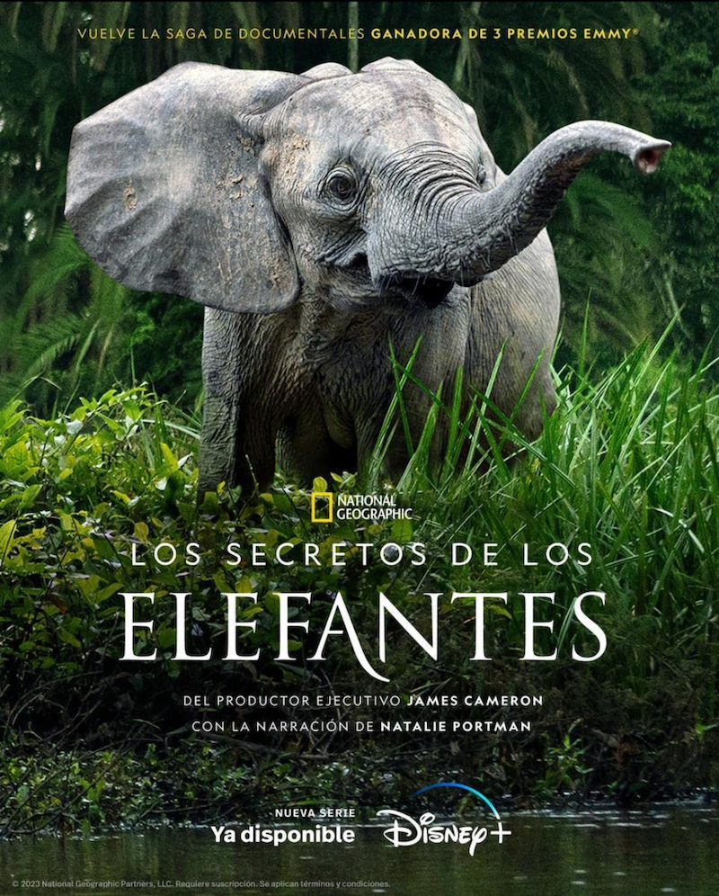 Los secretos de los elefantes - Serie 2023 - SensaCine.com.mx