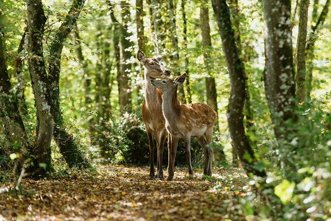 Bambi: Una Aventura En El Bosque : Foto