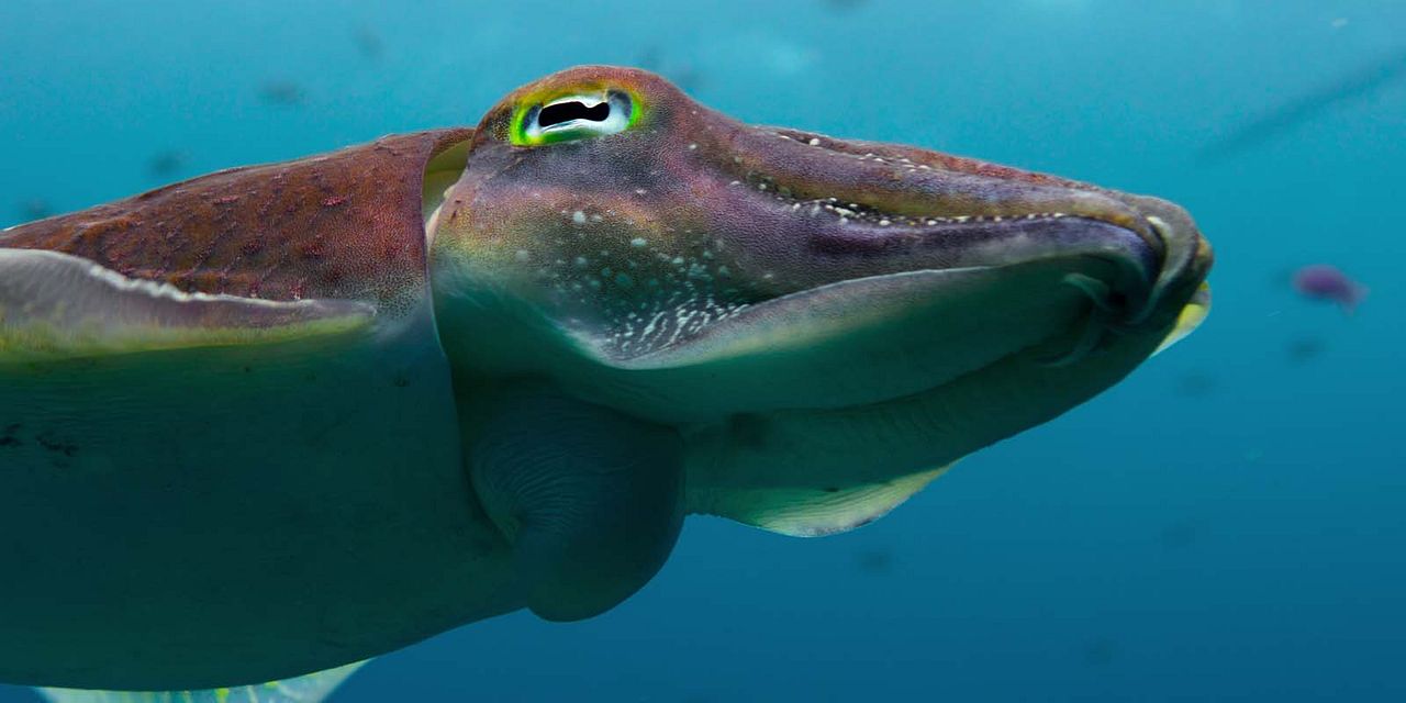 Nuestros océanos : Foto