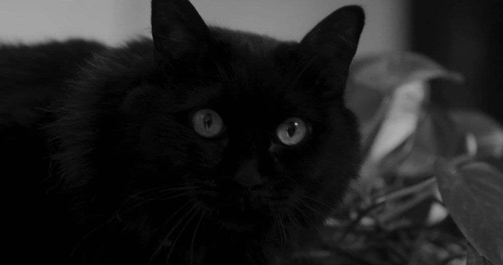 No nos moverán : Foto