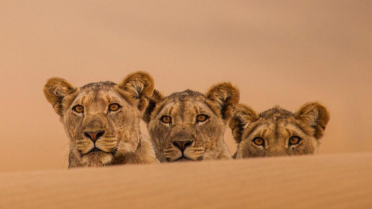 Lions of the Skeleton Coast : Foto