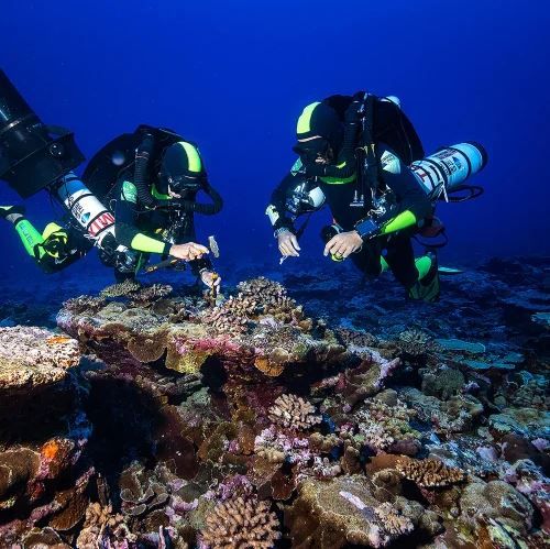 Deep Hope, le dernier refuge : Foto