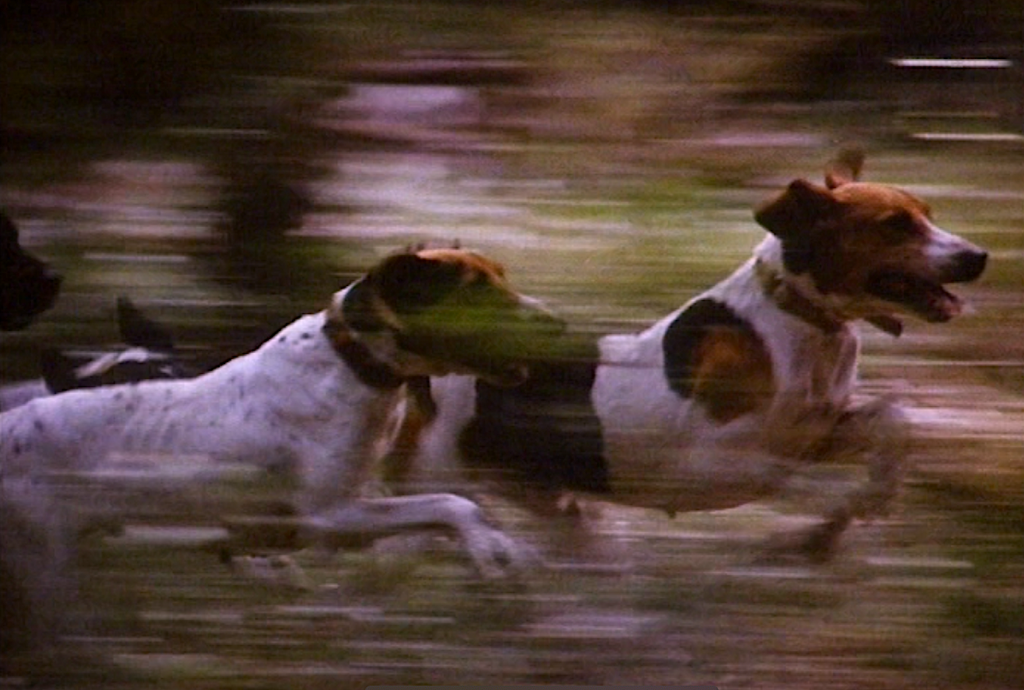 The Enchanted : Foto