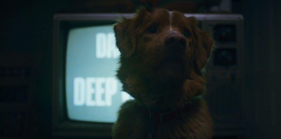 Good Boy: Confía en su instinto : Foto Indy (II) 