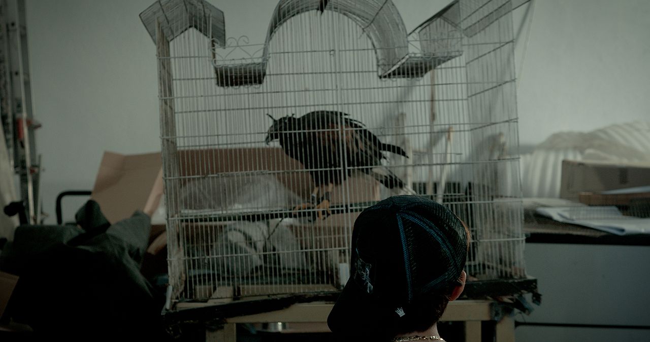 Halcones : Foto