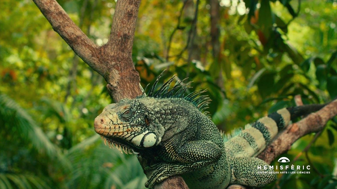 Amazon Adventure : Foto