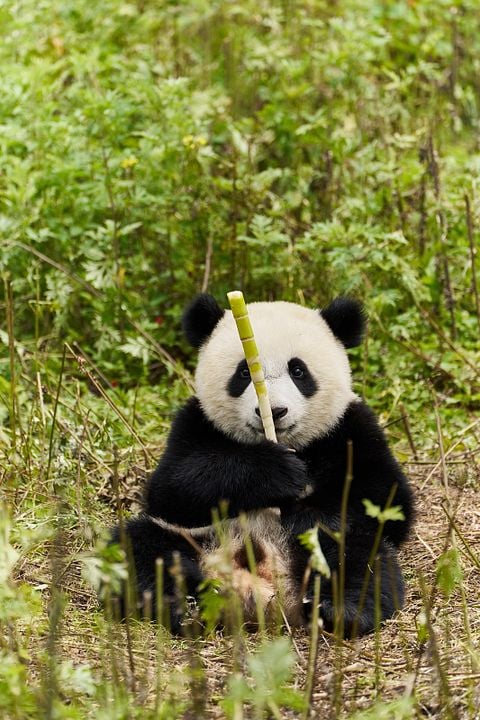 Moon, Mi Amigo El Panda : Foto Moon the Panda