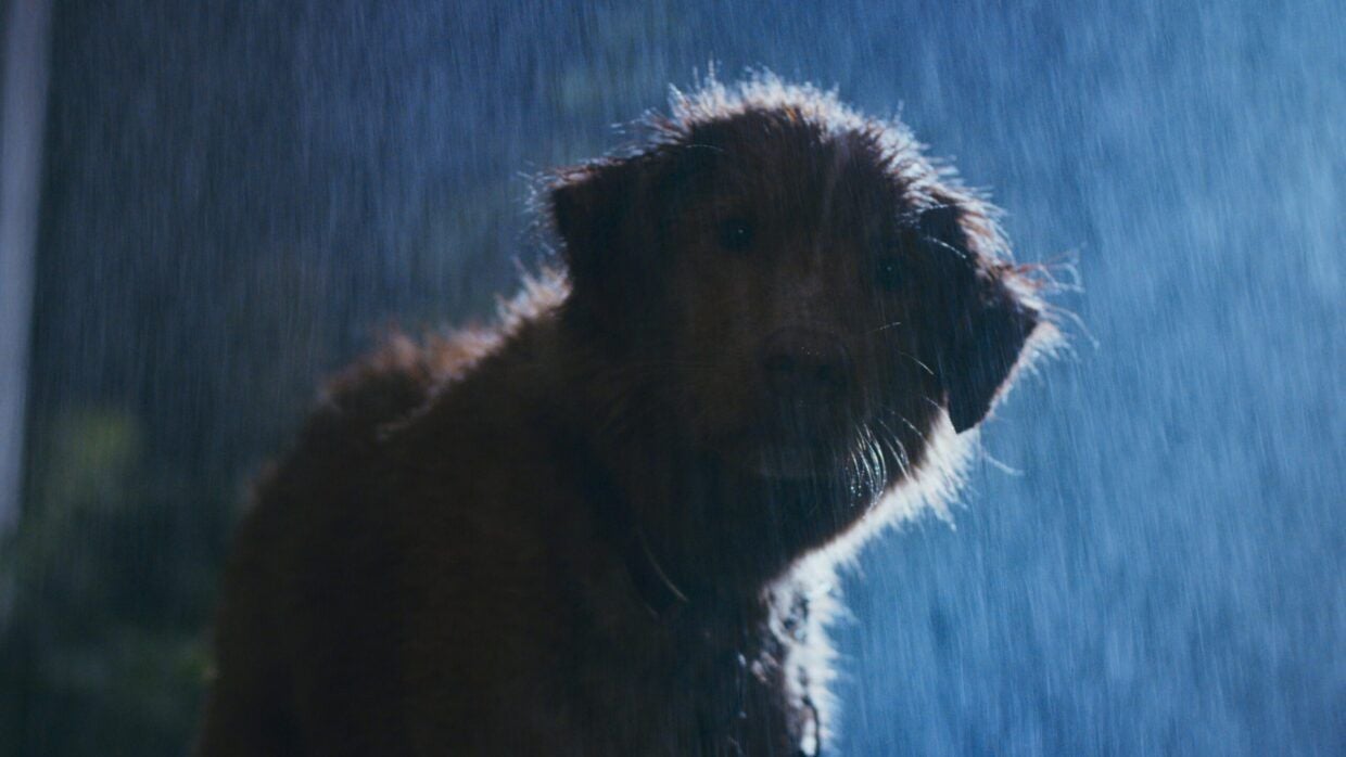 Good Boy: Confía en su instinto : Foto Indy (II) 