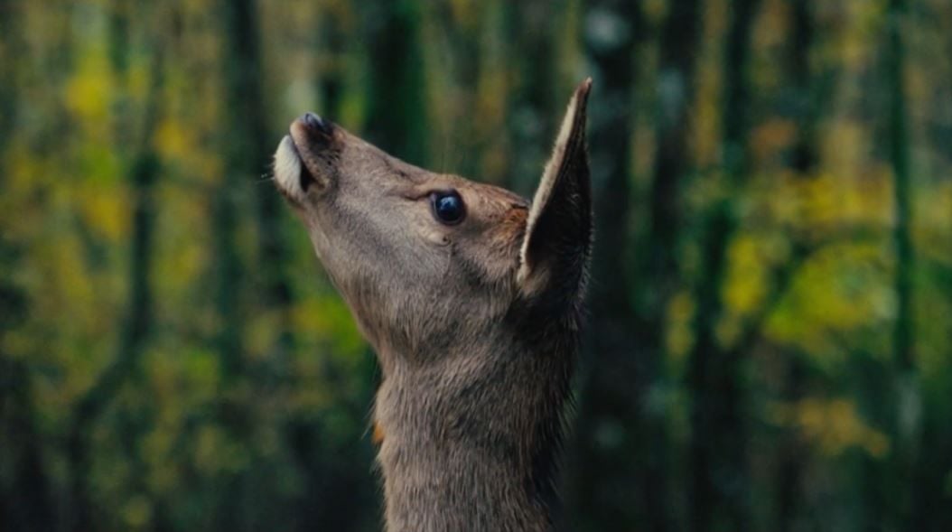 Bambi: Una Aventura En El Bosque : Foto