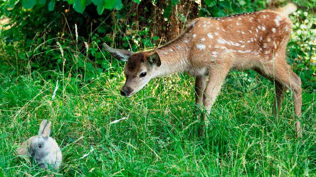Bambi: Una Aventura En El Bosque : Foto