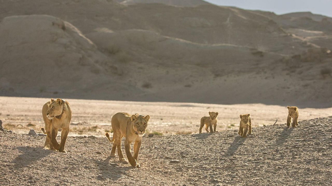 Lions of the Skeleton Coast : Foto