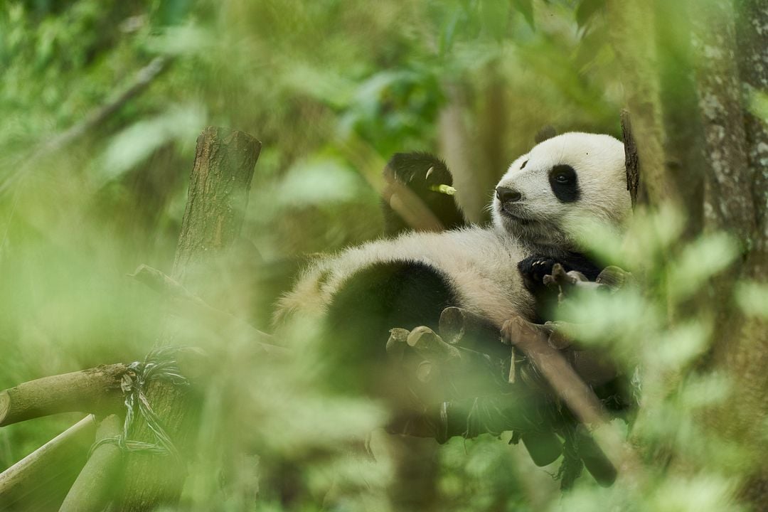 Moon, Mi Amigo El Panda : Foto Moon the Panda