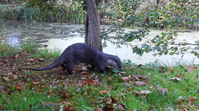 Life on the Deben : Foto