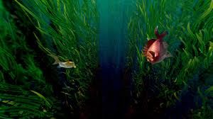 El Arrecife Encantado: Kaluoka'hina : Foto