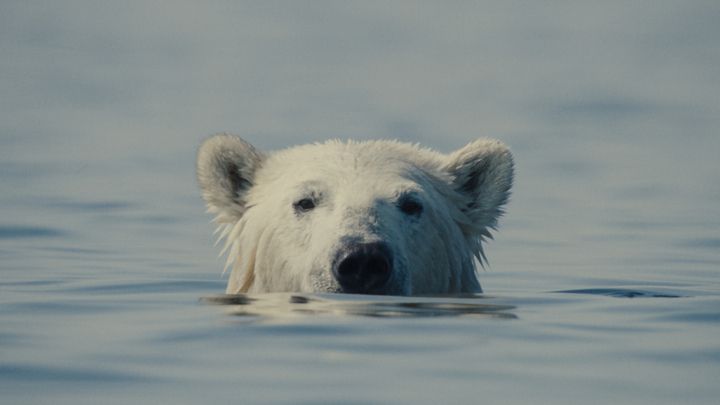 Nuisance Bear : Foto