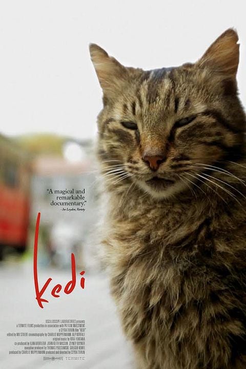 Kedi (Gatos de Estambul) : Póster