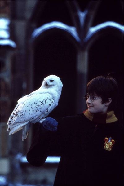 Harry Potter y la piedra filosofal : Foto Daniel Radcliffe