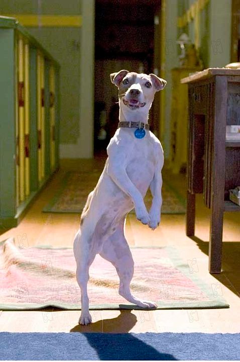 La Máscara 2: El Hijo de la Máscara : Foto