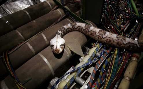 Serpientes a bordo : Foto