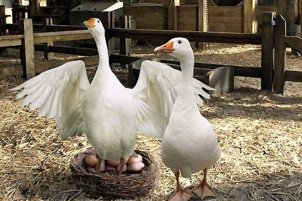 La telaraña de Charlotte : Foto Gary Winick