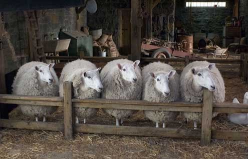 La telaraña de Charlotte : Foto Gary Winick