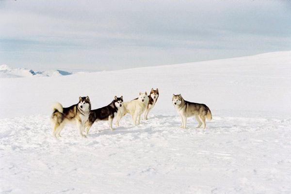 Rescate en la Antártida : Foto