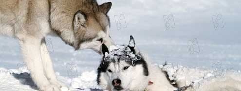 Rescate en la Antártida : Foto