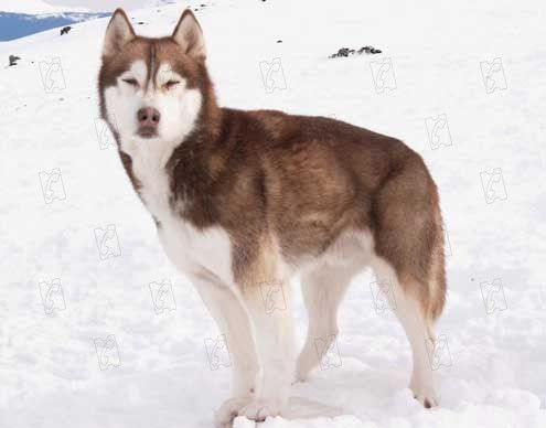 Rescate en la Antártida : Foto