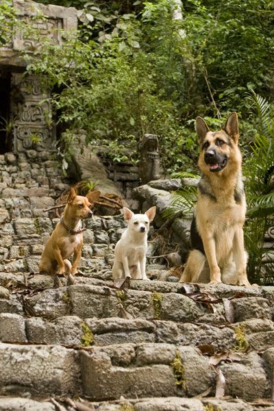 Un chihuahua de Beverly Hills : Foto Raja Gosnell