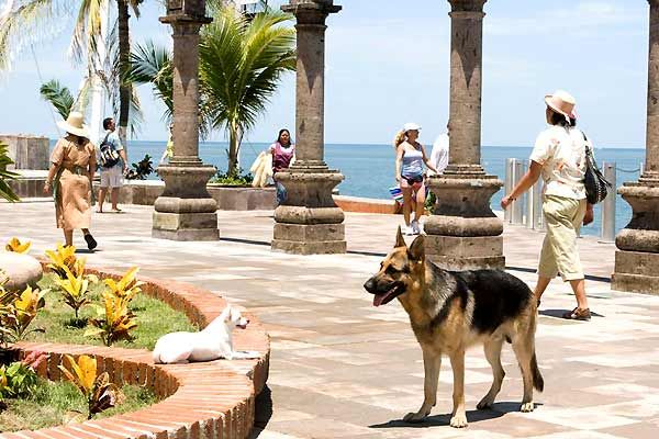 Un chihuahua de Beverly Hills : Foto Raja Gosnell