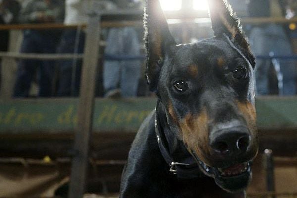 Un chihuahua de Beverly Hills : Foto Raja Gosnell