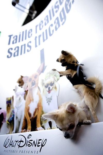 Un chihuahua de Beverly Hills : Foto Raja Gosnell