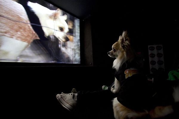 Un chihuahua de Beverly Hills : Foto Raja Gosnell