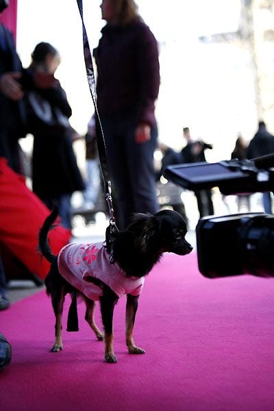 Un chihuahua de Beverly Hills : Foto Raja Gosnell