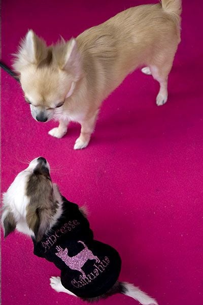 Un chihuahua de Beverly Hills : Foto Raja Gosnell