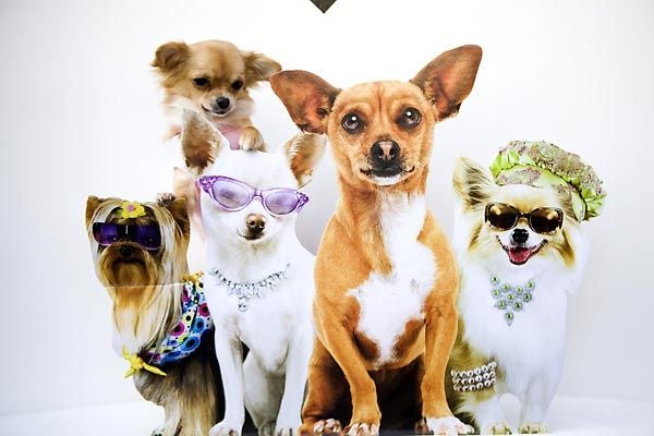 Un chihuahua de Beverly Hills : Foto Raja Gosnell