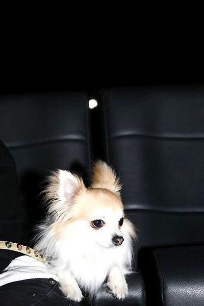 Un chihuahua de Beverly Hills : Foto Raja Gosnell