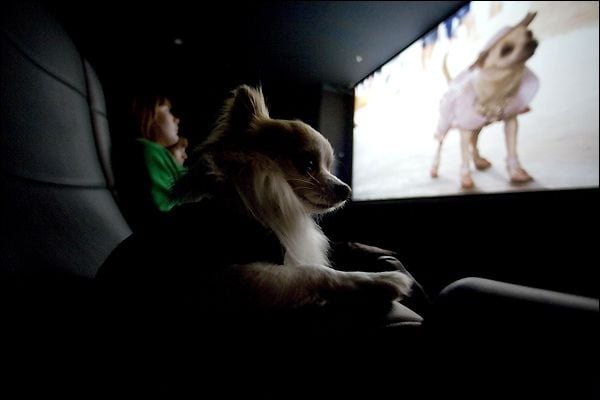 Un chihuahua de Beverly Hills : Foto Raja Gosnell