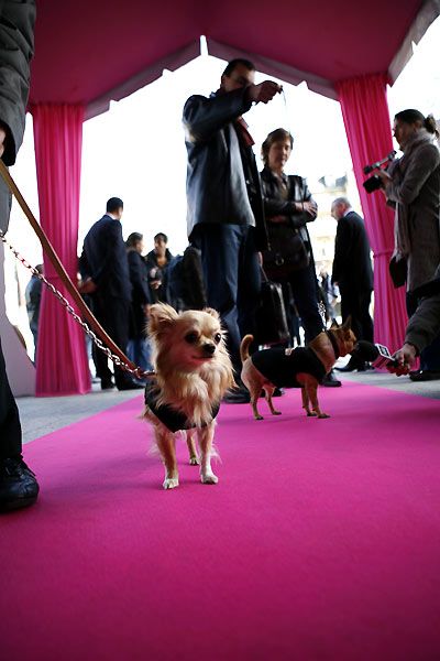 Un chihuahua de Beverly Hills : Foto Raja Gosnell